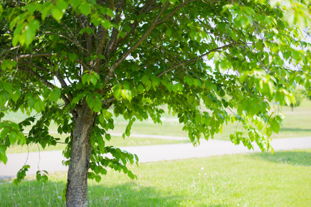 Green tree in the park. Nature background. Selective focus.
