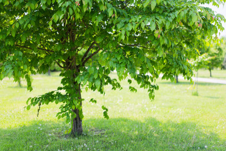 Green leaves of chestnut tree on green grass background in the park