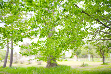 Green tree in the park. Blurred background. Spring background.の写真素材