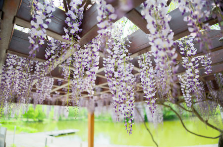 wisteria blooms in spring japanの写真素材