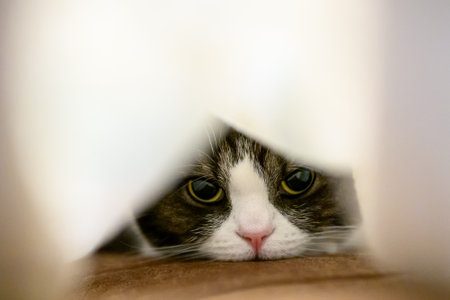 Cute cat peeking out of a hole in the wall.