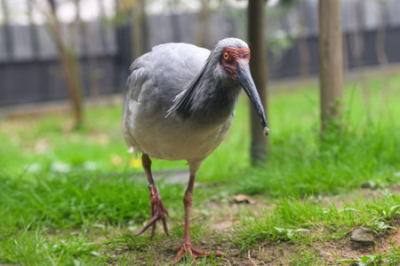 The Crested Ibis of Sado Island