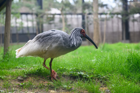 The Crested Ibis of Sado Islandの写真素材