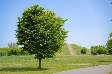 A park with beautiful fresh greeneryの写真素材