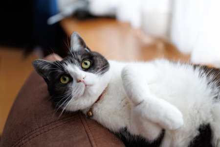Cute black and white cat lying on the sofa and looking at cameraの写真素材