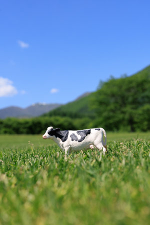 Calf in a green meadow with mountains in the background.の写真素材