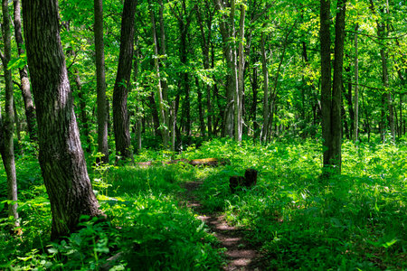 path ways in green forest