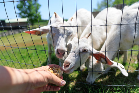 Feeding goats in a farm. Selective focus on the handの写真素材