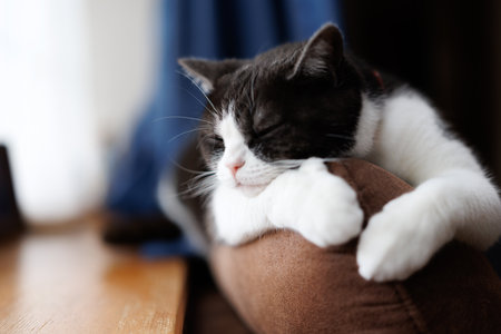 Cute cat sleeping on pillow at home, closeup. Adorable pet