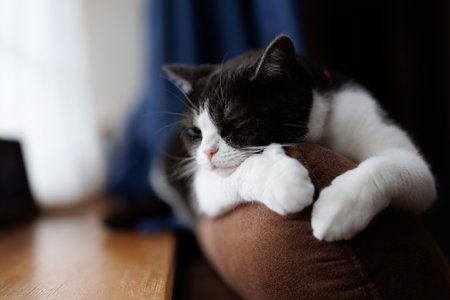 Cute black and white cat sleeping on a pillow at home.の写真素材