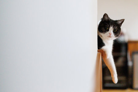 Black and white cat peeking out of the corner of the roomの写真素材
