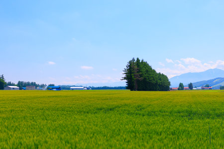 blue sky and green fieldの写真素材