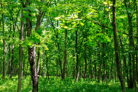 beautiful green forest background in sunny day. nature green wood conceptの写真素材