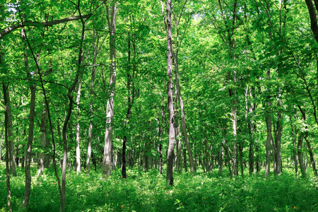 forest trees. nature green wood sunlight backgrounds. landscape in the forest