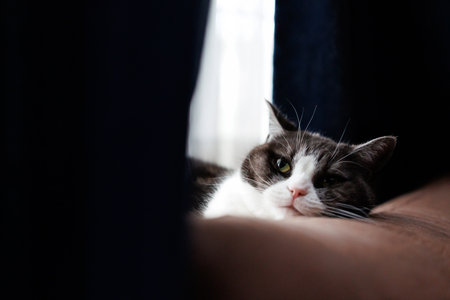 Beautiful cat on the sofa in the room. Shallow depth of field.