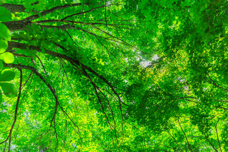 green leaves background in the forest. nature green wood sunlight backgrounds.