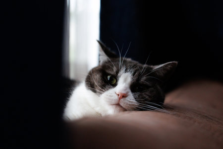 Cute cat lying on the couch at home. Selective focus.の写真素材