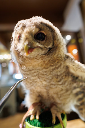 Tawny owl (Strix aluco) close upの写真素材