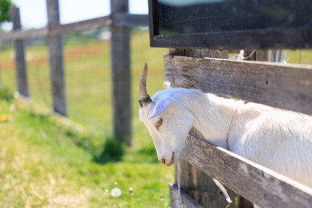 White goat on the farm. Selective focus. Shallow depth of field.の写真素材