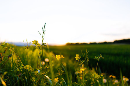 Beautiful spring meadow with yellow flowers at sunset. Nature backgroundの写真素材