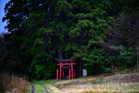Red torii gate and forestの写真素材