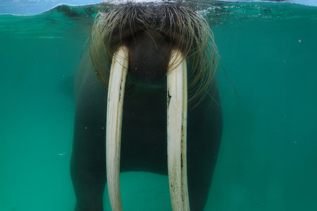 walrus in the ocean. portrait of a walrus with open mouthの写真素材