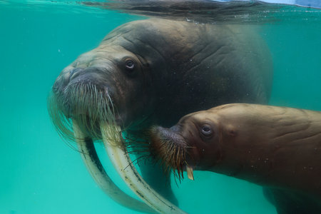 Two walrus swimming in the water, close-up portrait.