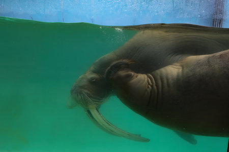 Walrus swimming in the pool of a zoo, closeup of photoの写真素材