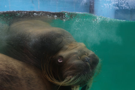 Walrus in the zoo, close-up of a walrusの写真素材