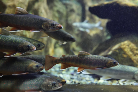 rock trout in clear water