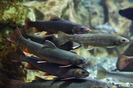 rock trout in clear water