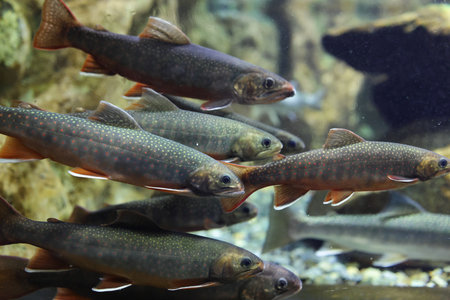 rock trout in clear waterの写真素材