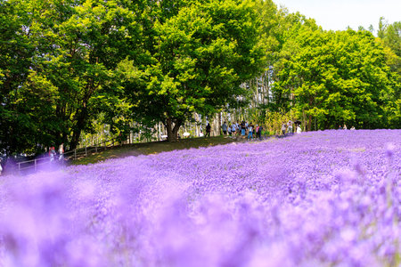 lavender field in summer hokkaidoの写真素材