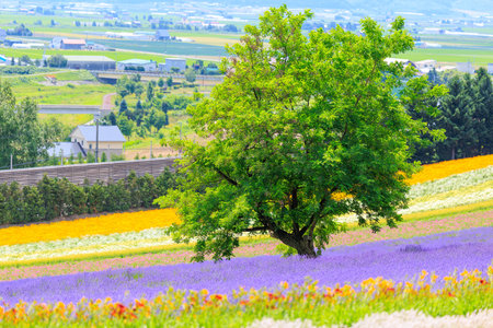 lavender field in summer hokkaidoの写真素材