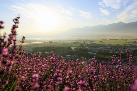 lavender field and sunrise in hokkaidoの写真素材