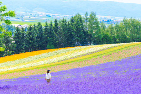 Lavender flower field in Hokkaido, Japan. Lavender field is one of the most popular tourist attractions in Hokkaido.の写真素材
