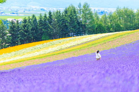 Lavender field in Hokkaido, Japan. Lavender field is one of the most popular tourist attractions in Hokkaido.の写真素材