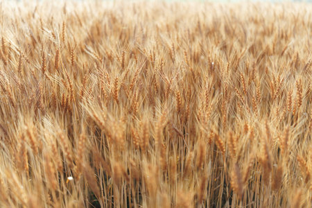 Wheat field, close-up of golden ears of wheat.の写真素材