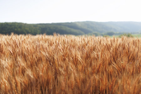 golden wheat field in the morning, close-up of earsの写真素材