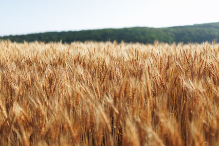 Golden ears of wheat on the field in summer. Shallow depth of fieldの写真素材