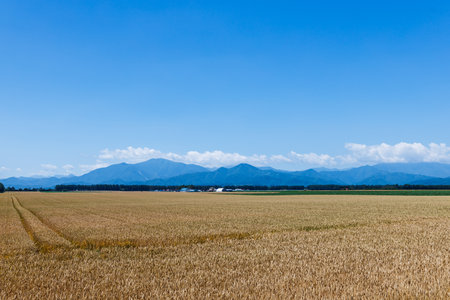 Wheat field with blue sky and mountains in background, Hokkaido, Japanの写真素材