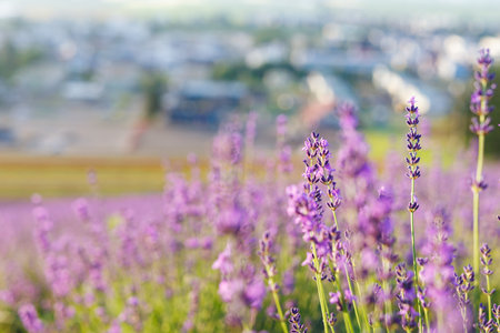 lavender field and sunrise in hokkaidoの写真素材