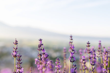 lavender field and sunrise in hokkaidoの写真素材