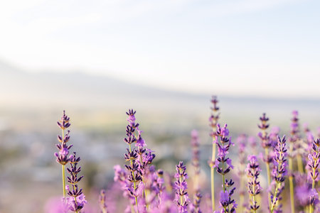 Lavender flowers in a field hokkaidoの写真素材