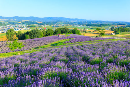 lavender field in kamifurano hokkaidoの写真素材