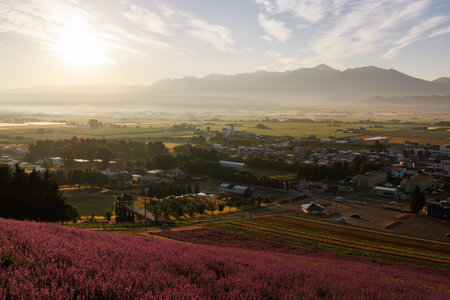 lavender field and sunrise in hokkaido