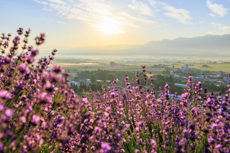 lavender field and sunrise in hokkaidoの写真素材