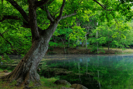 torinuma park in furano hokkaidoの写真素材