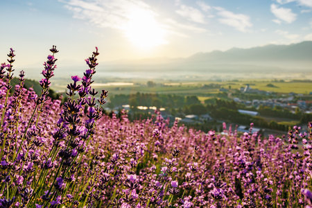 Lavender field at sunset. Lavender flowers on the background of mountainsの写真素材