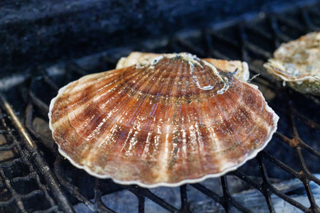 Scallops on the grill, closeup of a seashellの写真素材
